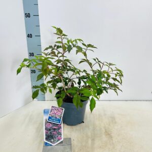Sambucus nigra Black Beauty ('Gerda'PBR)
(1 Plants/Order)(17cmP 35cmH)