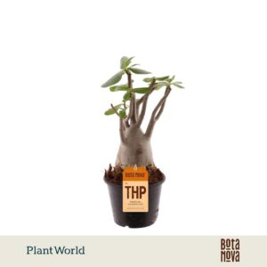 Adenium obesum Adenium Obesum
(9 Plants/Order)(15cmP 35cmH)