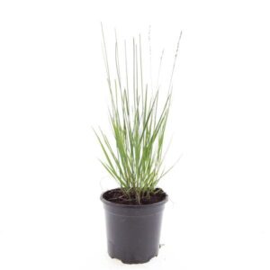 Molinia caerulea Heidebraut
(8 Plants/Order)(14cmP 10cmH)