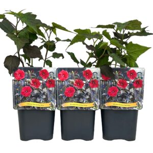Hibiscus Carousel 'Red Wine' C5
(1 Plants/Order)(21cmP 35cmH)