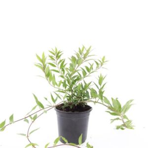 Deutzia crenata Nikko gracilis
(8 Plants/Order)(14cmP 10cmH)