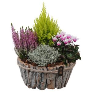 Arrangementen Garden plants PTHO7667 Arrangement Autumn Outdoor in houten bak ovaal
(3 Plants/Order)(29cmP 41cmH)