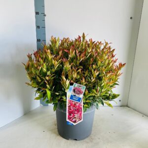 Leucothoe axillaris Zeblid
(1 Plants/Order)(32cmP 65cmH)
