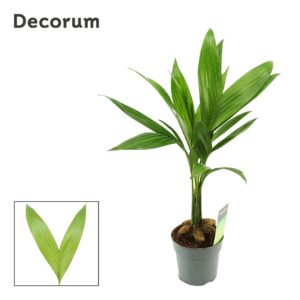 Areca catechu 12 cm(Decorum)
(10 Plants/Order)(12cmP 50cmH)
