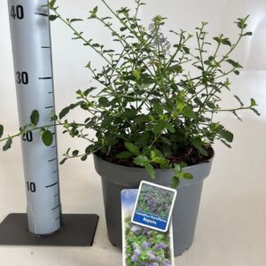 Ceanothus thyrsiflorus var. repens
(1 Plants/Order)(23cmP 35cmH)