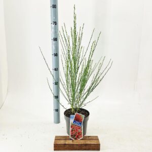 Cytisus Boskoop Ruby praecox
(1 Plants/Order)(17cmP 75cmH)