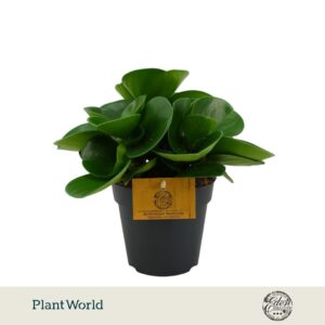 Peperomia Green Gold Obtusifolia green 12cm
(8 Plants/Order)(12cmP 20cmH)