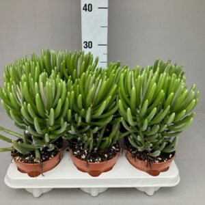 Senecio pyramidatus
(8 Plants/Order)(12cmP 25cmH)
