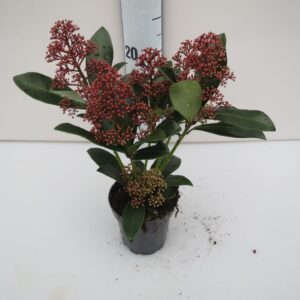 Skimmia japonica Rubella 4-5 Flower
(18 Plants/Order)(9cmP 20cmH)