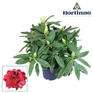 Rhododendron Rhodo Red Devil Hortinno® Garden XXL green 45 55 cm
(1 Plants/Order)(23cmP 65cmH)