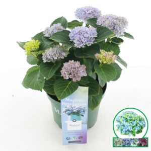 Hydrangea Magical Revolution macr. blue C3.5 (20cm.) Kn.
(1 Plants/Order)(20cmP 35cmH)