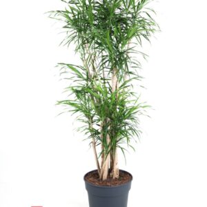 Dracaena Anita Dracaena Anita busch P34
(1 Plants/Order)(34cmP 170cmH)
