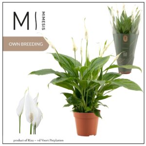 Spathiphyllum Torelli 12cm Mimesis
(10 Plants/Order)(12cmP 40cmH)
