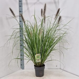 Pennisetum alopecuroides Red Head'
(1 Plants/Order)(19cmP 120cmH)