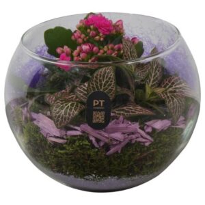 Arrangement kamer PTHG8214 Arrangement Autumn Glass in glazen vissenkom
(3 Plants/Order)(16cmP 14cmH)