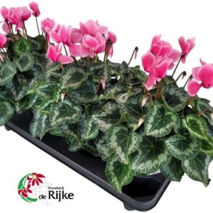 Cyclamen Super Serie Macro Cyclaam Macro Pink Lips
(3 Plants/Order)(15cmP 30cmH)