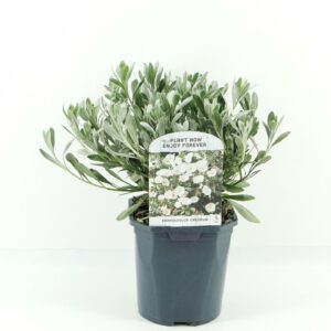 Convolvulus cneorum
(6 Plants/Order)(17cmP 20cmH)