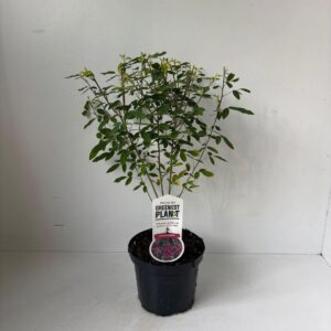 Lespedeza thunbergii
(1 Plants/Order)(19cmP 55cmH)