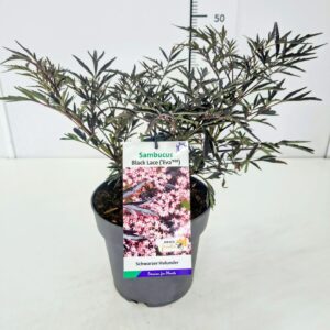 Sambucus Black Lace nigra BüC5
(1 Plants/Order)(23cmP 50cmH)