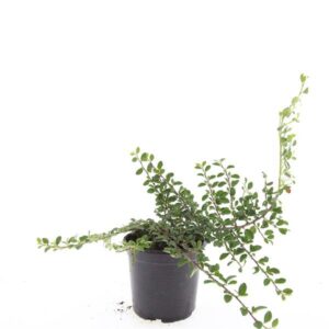 Cotoneaster radicans 'Rami'
(8 Plants/Order)(14cmP 10cmH)