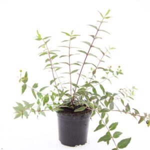 Hypericum x moserianum Tricolor
(8 Plants/Order)(14cmP 25cmH)