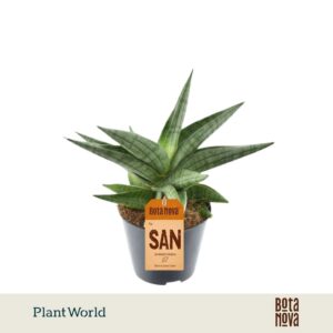 Sansevieria other Helios gedraaid P8,5
(12 Plants/Order)(8.5cmP 30cmH)