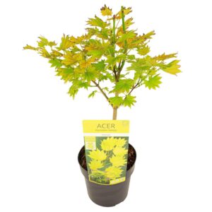 Acer shirasawanum Aureum Acer shirasawanum 'Aureum' PREMIUM (3 Plants/Order)(19cmP 40cmH)