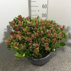 Skimmia Rubesta japonica Schaal XL
(1 Plants/Order)(32cmP 60cmH)