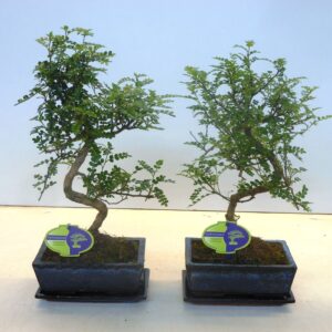 Bonsai Zanthoxylum piperitum 20cm., shape, without dip tray
(6 Plants/Order)(20cmP 35cmH)