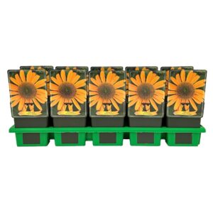 Echinacea purpurea Yellow Shades' P11
(10 Plants/Order)(11cmP 45cmH)