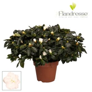 Rhododendron White Vogel Azalea Flandresse® 'wit' 37 40 cm
(5 Plants/Order)(16cmP 40cmH)