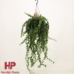 Aeschynanthus Bluster XXL
(6 Plants/Order)(15cmP 65cmH)