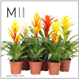 Bromelia Modern mix 12cm Mimesis
(10 Plants/Order)(12cmP 45cmH)