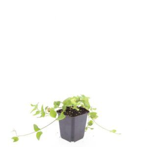 Vinca major
(12 Plants/Order)(9cmP 15cmH)