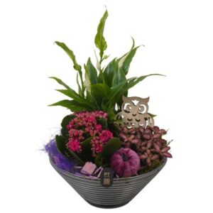 Arrangement kamer PTHG8260 Arrangement Autumn Glass in Glas schaal
(4 Plants/Order)(19cmP 28cmH)