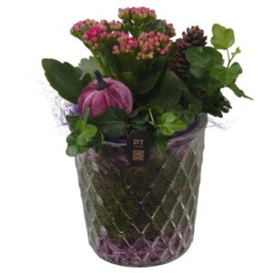 Arrangement kamer PTHG8283 Arrangement Autumn Glass in glazen vaas
(6 Plants/Order)(12cmP 20cmH)