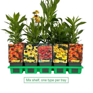 Helenium mix laag P11
(10 Plants/Order)(11cmP 25cmH)