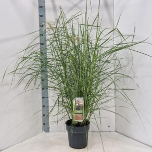 Miscanthus sinensis Pink Cloud'
(1 Plants/Order)(23cmP 120cmH)