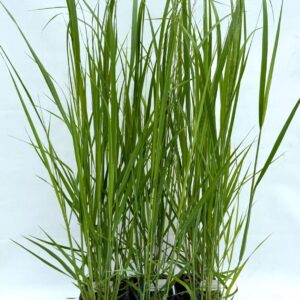 Panicum virgatum Panicum virgatum 'Northwind' P17
(6 Plants/Order)(17cmP 15cmH)