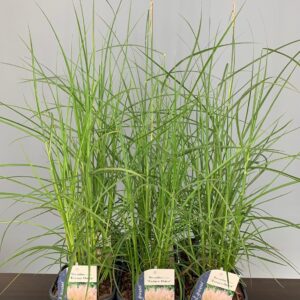 Miscanthus sinensis Ferner Osten Miscanthus sinensis Ferner Osten
(6 Plants/Order)(17cmP 50cmH)