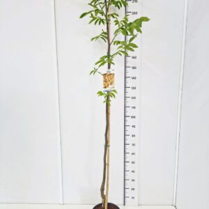 Juglans regia Juglans regia 'Chandler' 160-180C10 
(1 Plants/Order)(28cmP 180cmH)