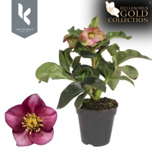 Helleborus HGC Ice Breaker Ruby N Roses
(8 Plants/Order)(13cmP 40cmH)