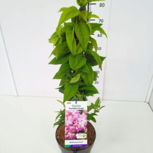 Deutzia Deutzia hybrida 'Tourbilon Rouge' 60-80C5
(1 Plants/Order)(23cmP 80cmH)