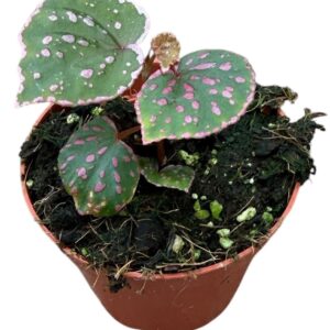 Begonia Muara Wahau
(14 Plants/Order)(8cmP 12cmH)