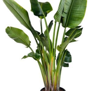 Strelitzia nicolai P35 3PP STRENIC353PP
(1 Plants/Order)(35cmP 190cmH)