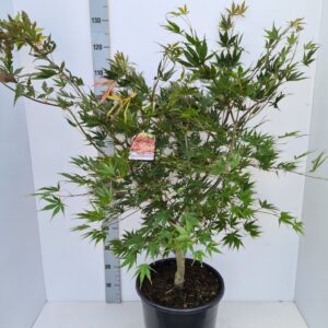 Acer palmatum (Matsumurae Grp) Chit Acer palmatum 'Chitoseyama'  (1 Plants/Order)(36cmP 120cmH)