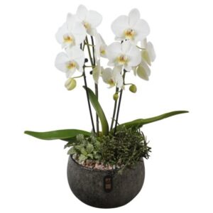 Indoor plants PTIB5350 Arrangement Indoor in Ceramics schaal
(2 Plants/Order)(23cmP 56cmH)