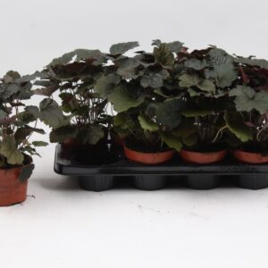 Heuchera americana
(8 Plants/Order)(13cmP 30cmH)