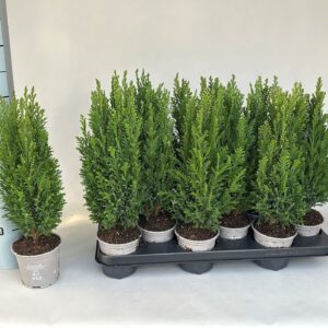 Chamaecyparis law. 'Ellwoodii
(12 Plants/Order)(11cmP 42cmH)
