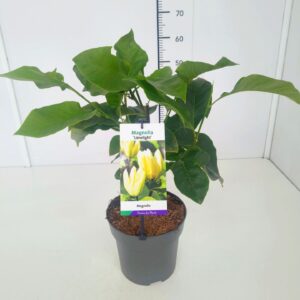 Magnolia Magnolia 'Limelight' 50-60C5
(1 Plants/Order)(22cmP 60cmH)